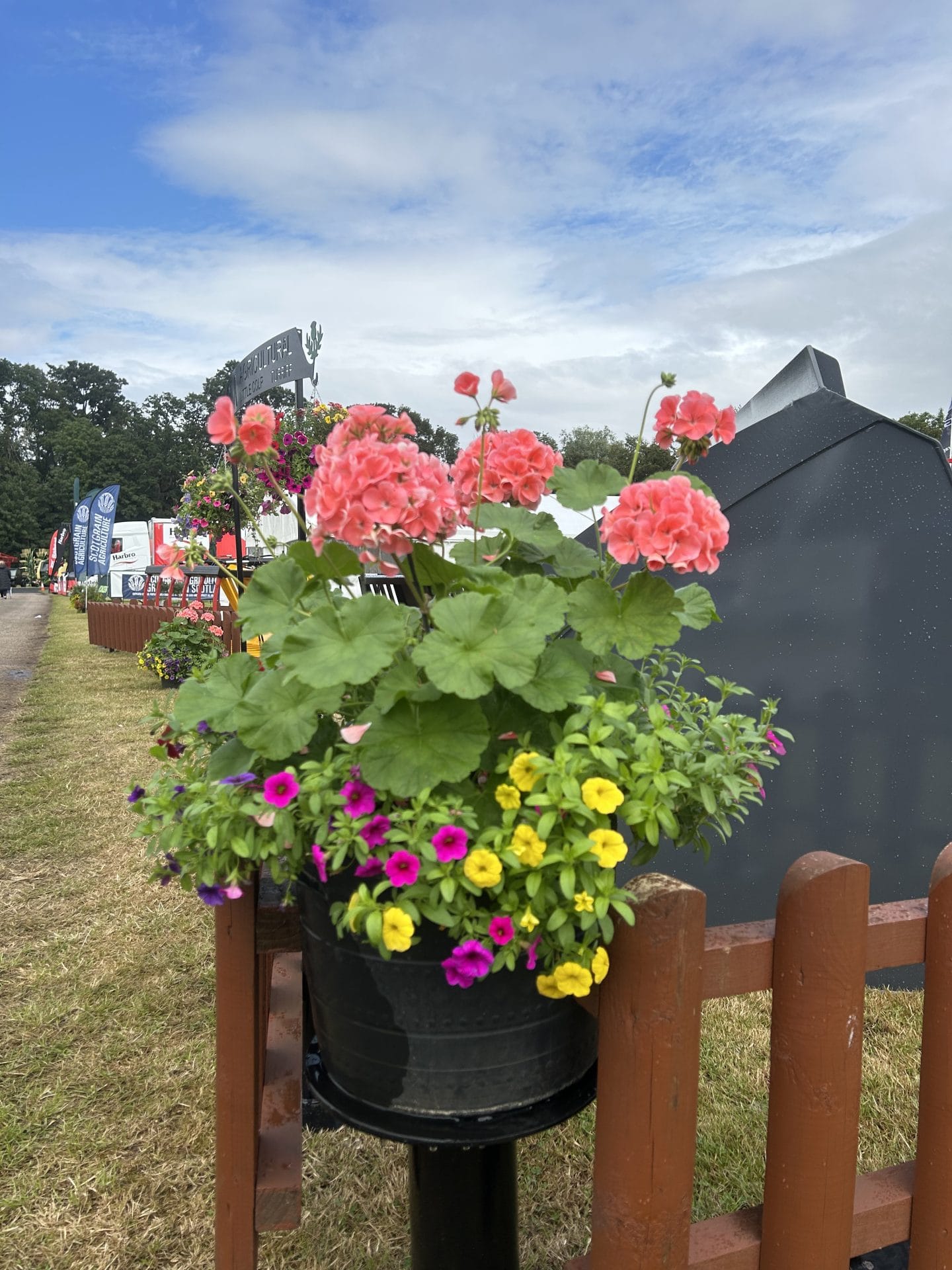 Pink geraniums in outdoor planters